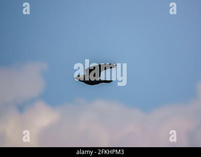 jackdaw en plein vol sous un ciel nuageux de printemps Banque D'Images