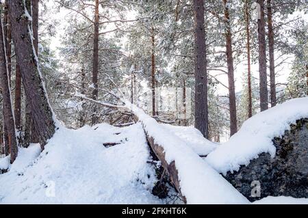 Arbre tombé dans les bois d'hiver Banque D'Images