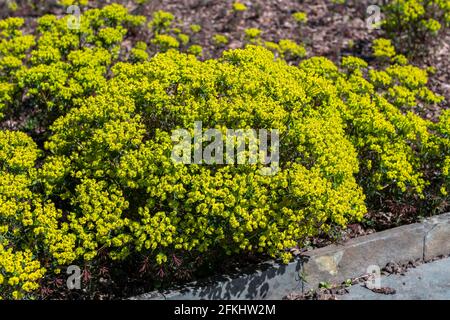 Euphorbia cyparissias 'Fens Ruby' un arbuste à fleurs vert à feuilles persistantes d'été plante avec une fleur jaune d'été au printemps et communément connue comme cypres Banque D'Images