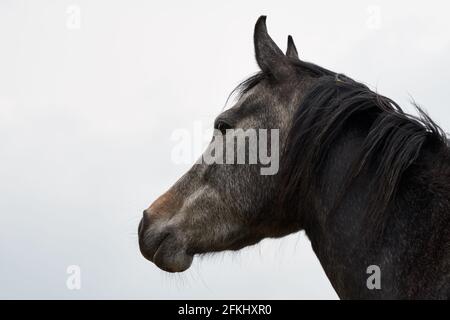 Vue latérale d'un marron avec tête de cheval grise isolée sur fond blanc Banque D'Images