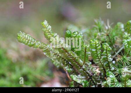 Plagiochila asplenioides, connue sous le nom de mousse de Featherwort Banque D'Images