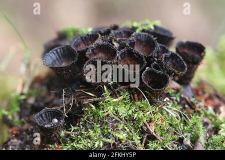 Cyathus striatus, connu sous le nom de nid d'oiseau à cannelures champignon ou splash cup, les champignons de la Finlande Banque D'Images