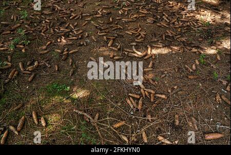 Terrain forestier avec de nombreux cônes de conifères secs Banque D'Images