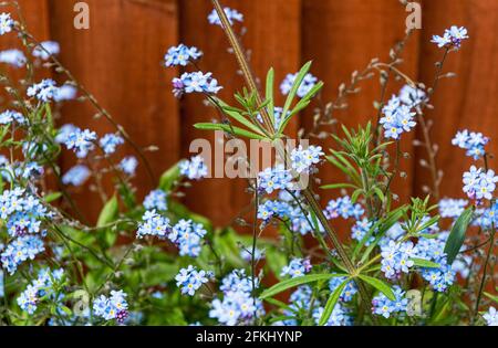 Forget-me-nots Myosotis contre la clôture en bois Banque D'Images