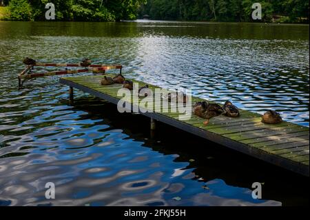 Une vieille jetée de baignade en bois sur un lac immaculé dans la forêt avec quelques canards sur elle bains de soleil. Banque D'Images