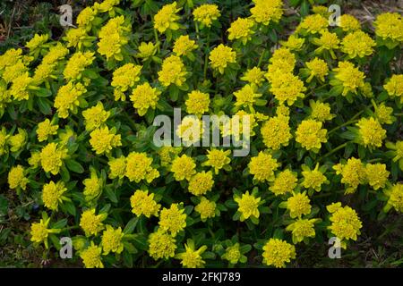 Euphorbia epithymoides fond avec des fleurs jaune vif au printemps ou été Banque D'Images