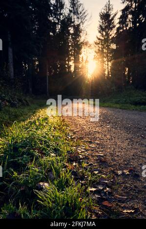 Chemin dans la forêt menant au coucher du soleil Banque D'Images