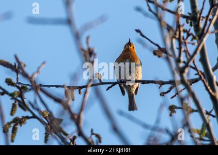 2 mai 2021. La Journée internationale de l'Aube Chorus a lieu le premier dimanche de mai de chaque année. Les gens sont encouragés à sortir tôt le matin pour voir et écouter les oiseaux chanter et pour célébrer la grande symphonie de la nature. Sur la photo, un Robin (erithacus rubecula) chante à la Réserve naturelle locale de Fleet Pond, dans le Hampshire, en Angleterre, au Royaume-Uni. Banque D'Images