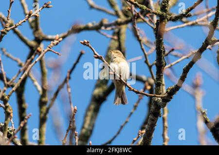 2 mai 2021. La Journée internationale de l'Aube Chorus a lieu le premier dimanche de mai de chaque année. Les gens sont encouragés à sortir tôt le matin pour voir et écouter les oiseaux chanter et pour célébrer la grande symphonie de la nature. La photo montre un mouffballe (Phylloscopus collybita) à la Réserve naturelle locale de Fleet Pond, dans le Hampshire, en Angleterre, au Royaume-Uni. Banque D'Images