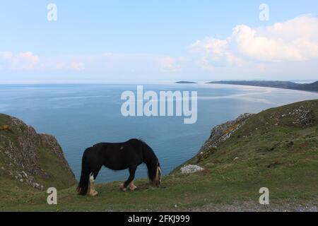 Photographie de chevaux sauvages à la baie de Rhossili, sur la péninsule de Gower, au pays de Galles, au Royaume-Uni Banque D'Images