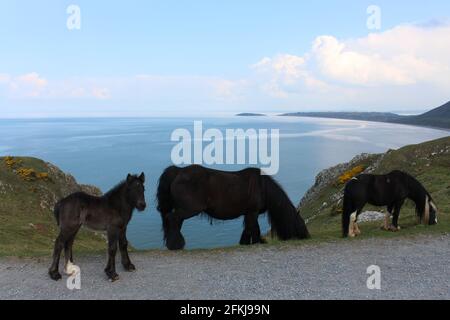 Photographie de chevaux sauvages à la baie de Rhossili, sur la péninsule de Gower, au pays de Galles, au Royaume-Uni Banque D'Images