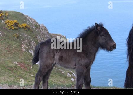 Photographie de chevaux sauvages à la baie de Rhossili, sur la péninsule de Gower, au pays de Galles, au Royaume-Uni Banque D'Images
