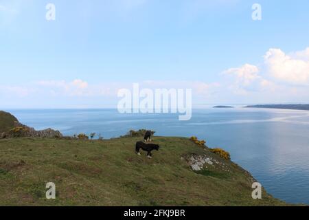 Photographie de chevaux sauvages à la baie de Rhossili, sur la péninsule de Gower, au pays de Galles, au Royaume-Uni Banque D'Images