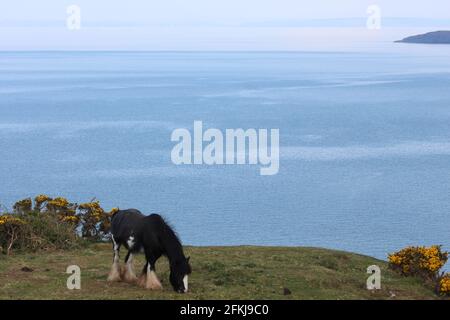Photographie de chevaux sauvages à la baie de Rhossili, sur la péninsule de Gower, au pays de Galles, au Royaume-Uni Banque D'Images