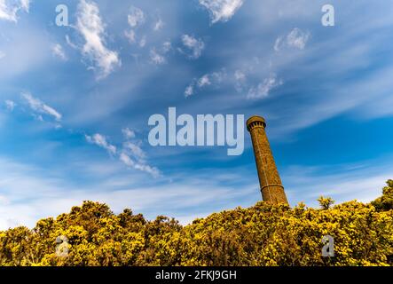 East Lothian, Écosse, Royaume-Uni, 2 mai 2021. UK Météo: Paysage devient jaune: La gorge fleurit couleurs la campagne dans les tons jaunes un jour ensoleillé de printemps avec une vue sur la colline de Byres avec le monument victorien Hopetoun tour au sommet d'une colline Banque D'Images