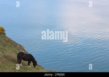Photographie de chevaux sauvages à la baie de Rhossili, sur la péninsule de Gower, au pays de Galles, au Royaume-Uni Banque D'Images