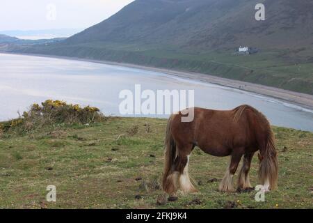Photographie de chevaux sauvages à la baie de Rhossili, sur la péninsule de Gower, au pays de Galles, au Royaume-Uni Banque D'Images