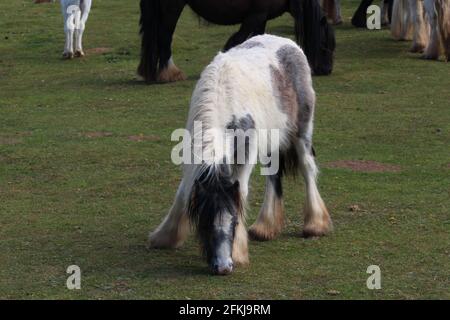 Photographie de chevaux sauvages à la baie de Rhossili, sur la péninsule de Gower, au pays de Galles, au Royaume-Uni Banque D'Images
