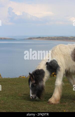 Photographie de chevaux sauvages à la baie de Rhossili, sur la péninsule de Gower, au pays de Galles, au Royaume-Uni Banque D'Images
