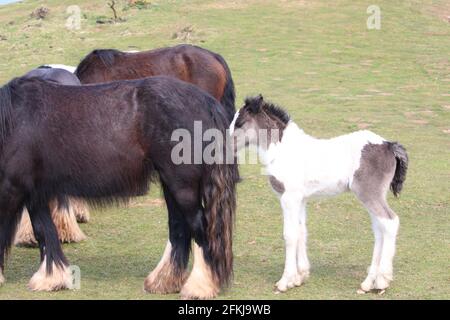 Photographie de chevaux sauvages à la baie de Rhossili, sur la péninsule de Gower, au pays de Galles, au Royaume-Uni Banque D'Images