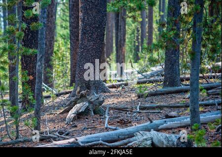 Vue sur la forêt de pins luxuriante de Yellowstone Banque D'Images