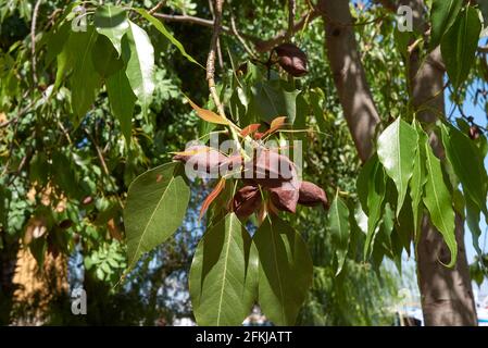 Gros plan de l'arbre Brachychiton populneus Banque D'Images