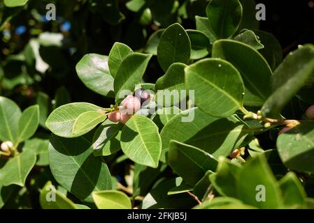 Ficus microcarpa branche gros plan Banque D'Images