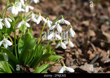 Fleurs de neige. Les premières fleurs printanières de gouttes de neige qui poussent dans la forêt printanière. Nature, écologie et nouveau concept de végétation. Photo de haute qualité Banque D'Images