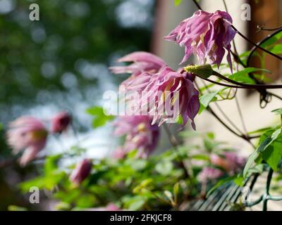 Double ATRAGENE (clematis) variété Purple Dream fleurs dans le jardin. Belles fleurs d'été dans un jardin vertical de jardinage. Banque D'Images