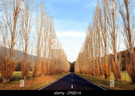 Vue sur Gould Memorial Drive à Marysville, Victoria, Australie. Banque D'Images