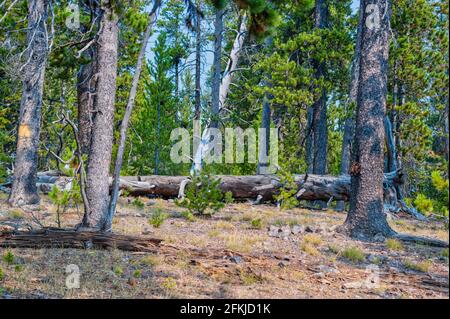 Vue sur la forêt de pins luxuriante de Yellowstone Banque D'Images