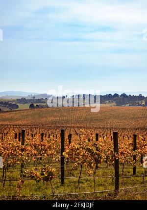 Les vignobles du pays viticole de la Yarra Valley. Banque D'Images