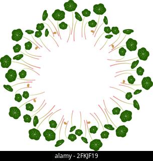 Microgreens Naturtium. Disposés en cercle. Supplément de vitamine, nourriture végétalienne Illustration de Vecteur