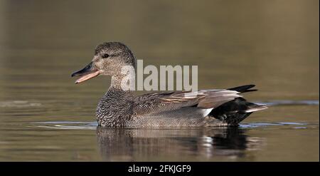 Gadwall, Mareca strespera mâle, nageant dans un étang calme Banque D'Images