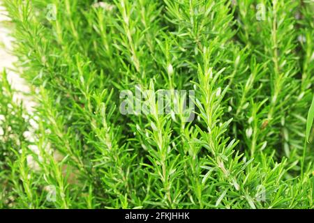 Gros plan de brousse d'herbes de romarin vert dans le jardin de la ferme de produits locaux. Nourriture végétarienne saine et nutritive légumes frais non coupés crus utilisés pour les assaisonnements Banque D'Images