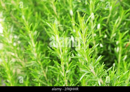 Gros plan de brousse d'herbes de romarin vert dans le jardin de la ferme de produits locaux. Nourriture végétarienne saine et nutritive légumes frais non coupés crus utilisés pour les assaisonnements Banque D'Images