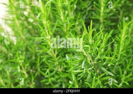 Gros plan de brousse d'herbes de romarin vert dans le jardin de la ferme de produits locaux. Nourriture végétarienne saine et nutritive légumes frais non coupés crus utilisés pour les assaisonnements Banque D'Images