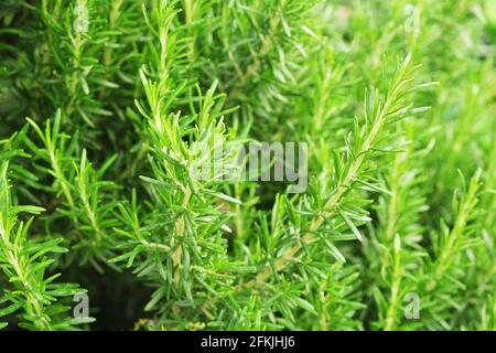 Gros plan de brousse d'herbes de romarin vert dans le jardin de la ferme de produits locaux. Nourriture végétarienne saine et nutritive légumes frais non coupés crus utilisés pour les assaisonnements Banque D'Images