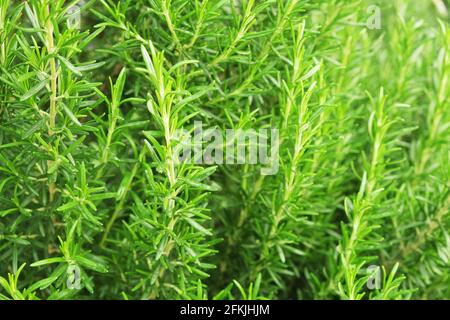 Gros plan de brousse d'herbes de romarin vert dans le jardin de la ferme de produits locaux. Nourriture végétarienne saine et nutritive légumes frais non coupés crus utilisés pour les assaisonnements Banque D'Images