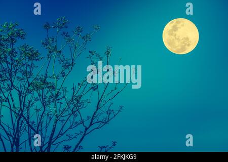 Silhouette les branches des arbres contre le ciel bleu et la pleine lune brillante. Beauté de l'utilisation de la nature comme arrière-plan. À l'extérieur. Traitement croisé et ton vintage e Banque D'Images