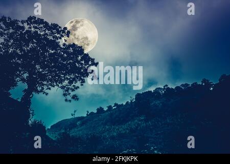 Silhouettes d'arbre contre le ciel nocturne et la lune lumineuse, beau paysage avec la lune dans le ciel nocturne. À l'extérieur. La lune n'a pas été fournie par la NASA. Banque D'Images