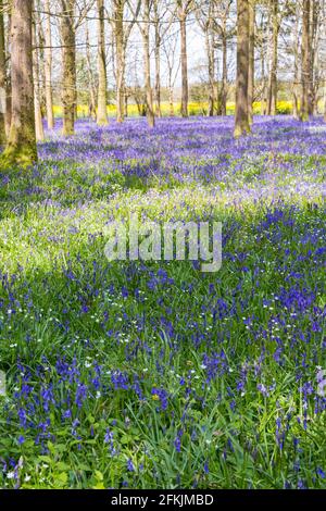 Wimborne, Dorset, Royaume-Uni. 2 mai 2021. Météo au Royaume-Uni : le soleil brille à travers une exposition spectaculaire de cloches dans les bois près de Wimborne, Dorset sur Bank Holiday Sunday. Une journée changeante avec soleil et douches. Crédit : Carolyn Jenkins/Alay Live News Banque D'Images