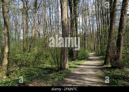 Park und Wald am Bach Aue, der über die Sterderau in die Ilmenau fließt, Bad Bodenteich, Niedersachsen, Deutschland Banque D'Images