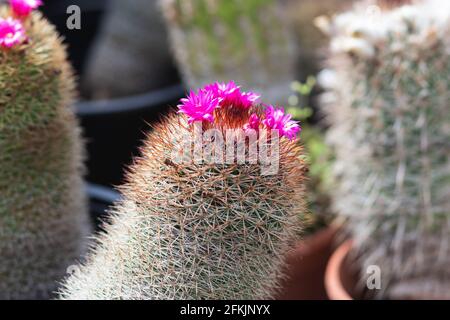 Mammillaria cactus, un type spécial avec des fleurs roses, arrière-plan flou Banque D'Images