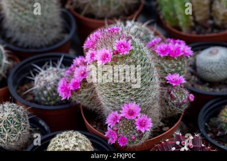 Mammillaria cactus, un type spécial avec des fleurs roses, arrière-plan flou Banque D'Images