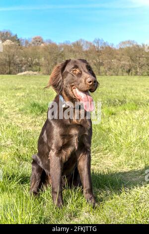 Chien de repos le jour du printemps. Chiot retriever à revêtement plat brun. Yeux de chien. Chiot de cinq mois. Banque D'Images