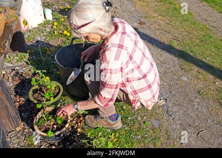 Femme plus âgée qui se croupe rempotage des pélargoniums et des plantes géraniums dans du compost frais, sol dans la cour de jardin rurale Carmarthenshire pays de Galles UK KATHY DEWITT Banque D'Images