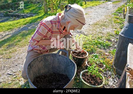 Femme plus âgée qui se croupe rempotage des pélargoniums et des plantes géraniums dans du compost frais, sol dans la cour de jardin rurale Carmarthenshire pays de Galles UK KATHY DEWITT Banque D'Images