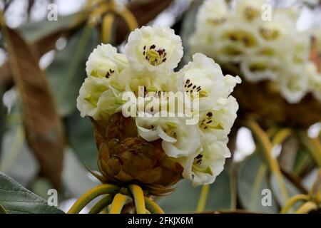 Fleurs blanches sur Rhododendron falconeri, originaire de l'est de l'Himalaya Banque D'Images