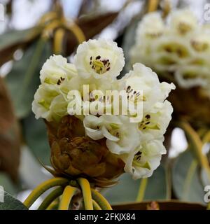 Fleurs blanches sur Rhododendron falconeri, originaire de l'est de l'Himalaya Banque D'Images